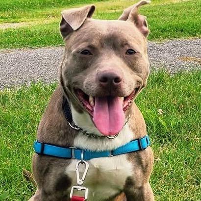 Journey (Foster), a Adoptable Pit Bull Terrier in Belleville, IL image 4/6