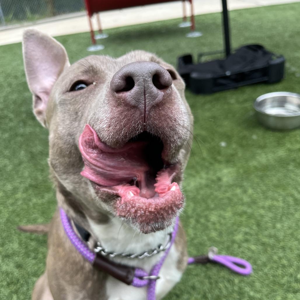 Journey (Foster), a Adoptable Pit Bull Terrier in Belleville, IL image 5/6