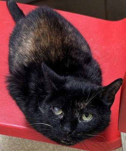 Lucy $50 -Adoption Fee Sponsored, Adoptable, Adult Female Domestic Short Hair & Domestic Short Hair.