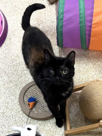 Enlarge Lucy $50 -Adoption Fee Sponsored, a Adoptable mixed breed in Seneca, SC image 2/3