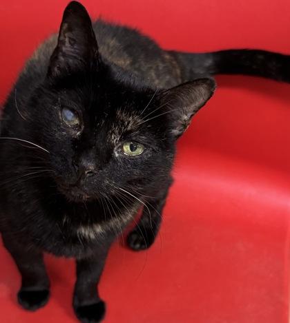 Enlarge Lucy $50 -Adoption Fee Sponsored, a Adoptable mixed breed in Seneca, SC image 3/3