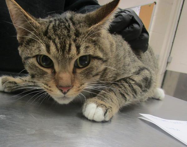 Kitten 2 (620), Adoptable, Young Male Domestic Short Hair.