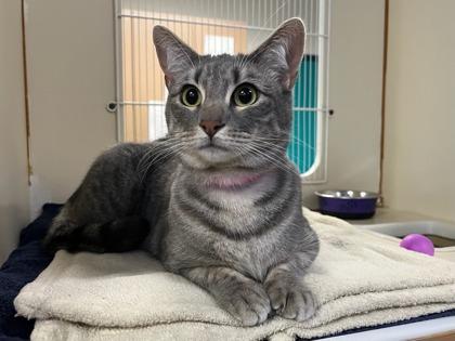 Enlarge Anora, a Adoptable mixed breed in Phoenix, AZ image 1/2