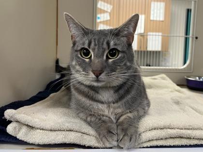 Enlarge Anora, a Adoptable mixed breed in Phoenix, AZ image 2/2