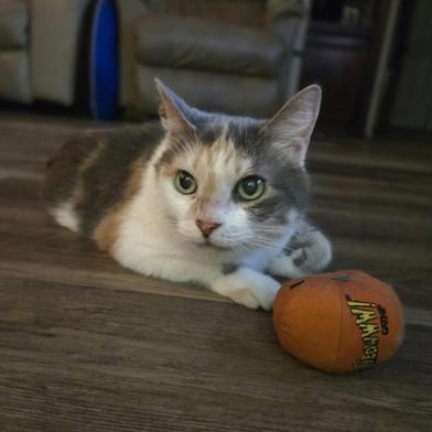 Sadie — thumbnail 2