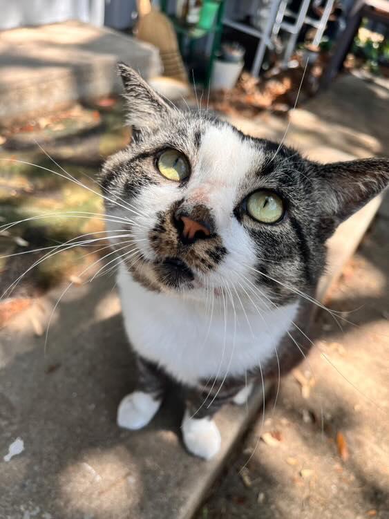 Goblet aka Gobby, Adoptable, Adult Male Domestic Short Hair.