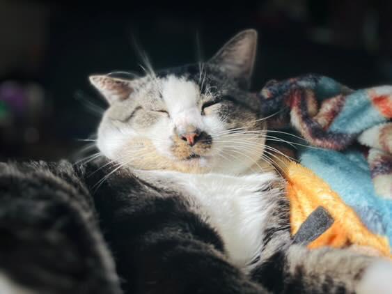 Goblet aka Gobby, a Adoptable mixed breed in Orlando, FL image 2/4