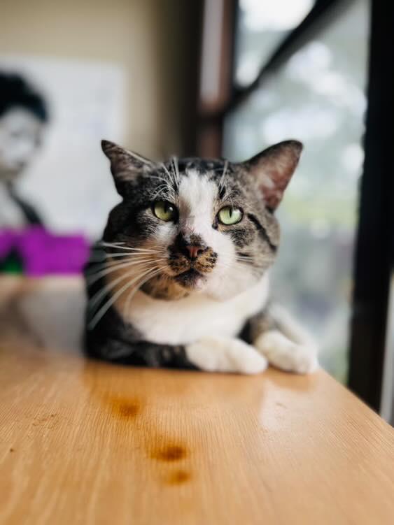 Goblet aka Gobby, a Adoptable mixed breed in Orlando, FL image 4/4