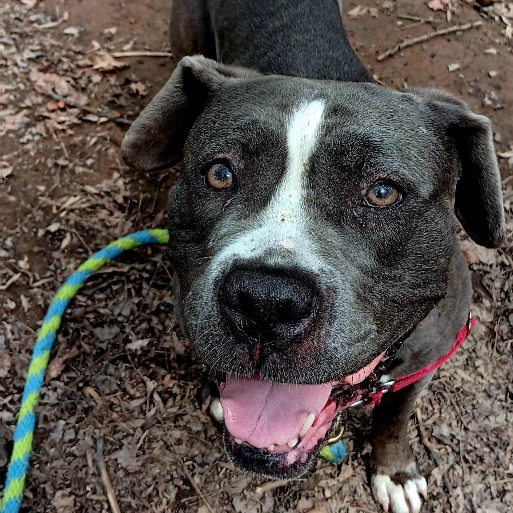 Enlarge Beauty, a Adoptable Mixed Breed in Philadelphia, PA image 1/6