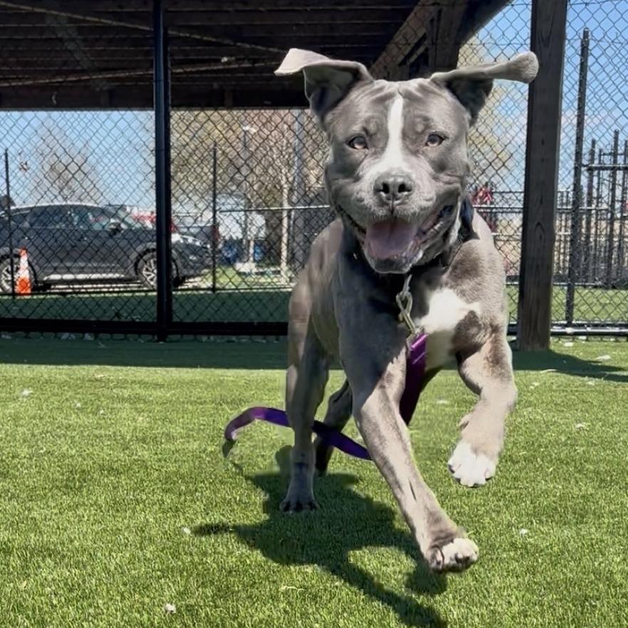 Enlarge Beauty, a Adoptable Mixed Breed in Philadelphia, PA image 2/6