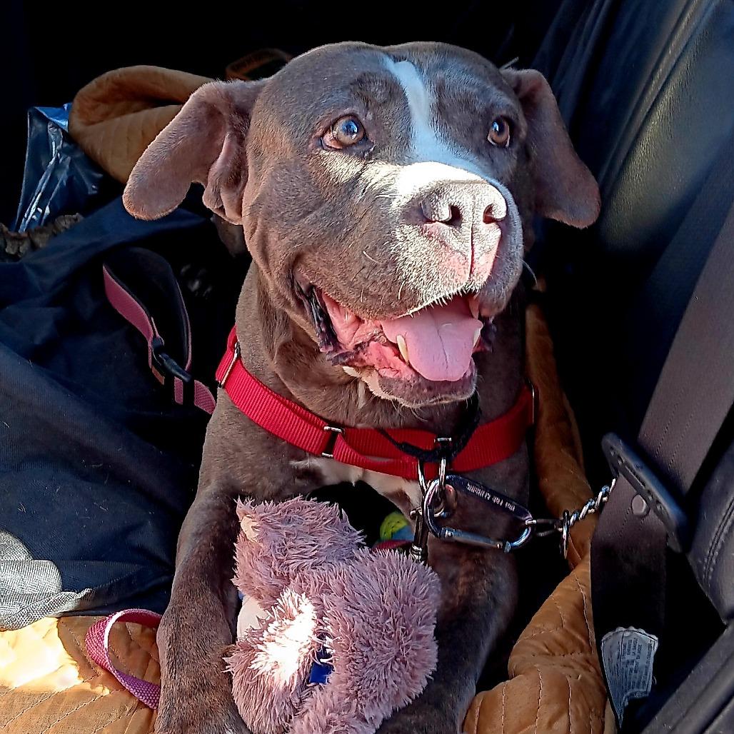 Enlarge Beauty, a Adoptable Mixed Breed in Philadelphia, PA image 3/6