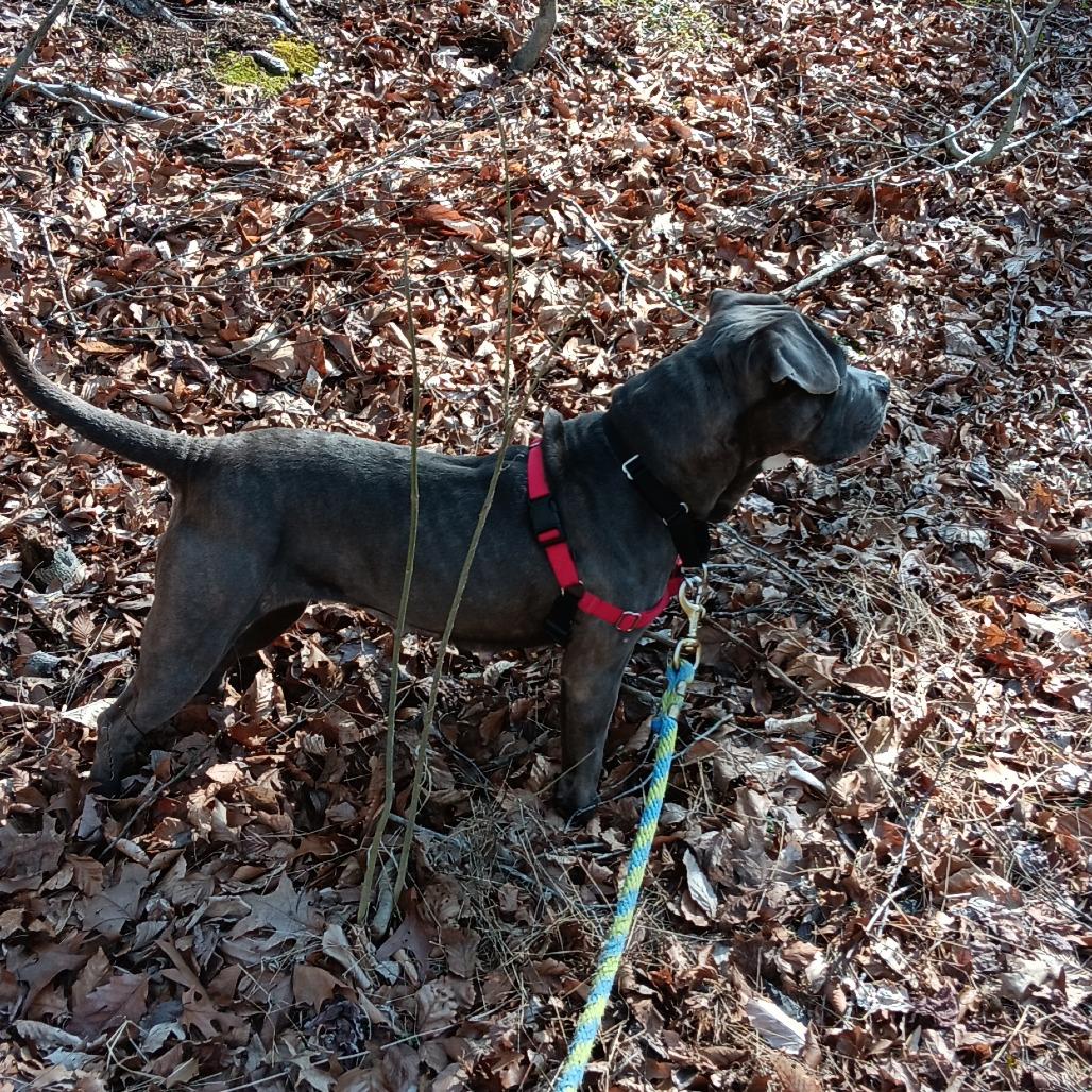 Enlarge Beauty, a Adoptable Mixed Breed in Philadelphia, PA image 4/6