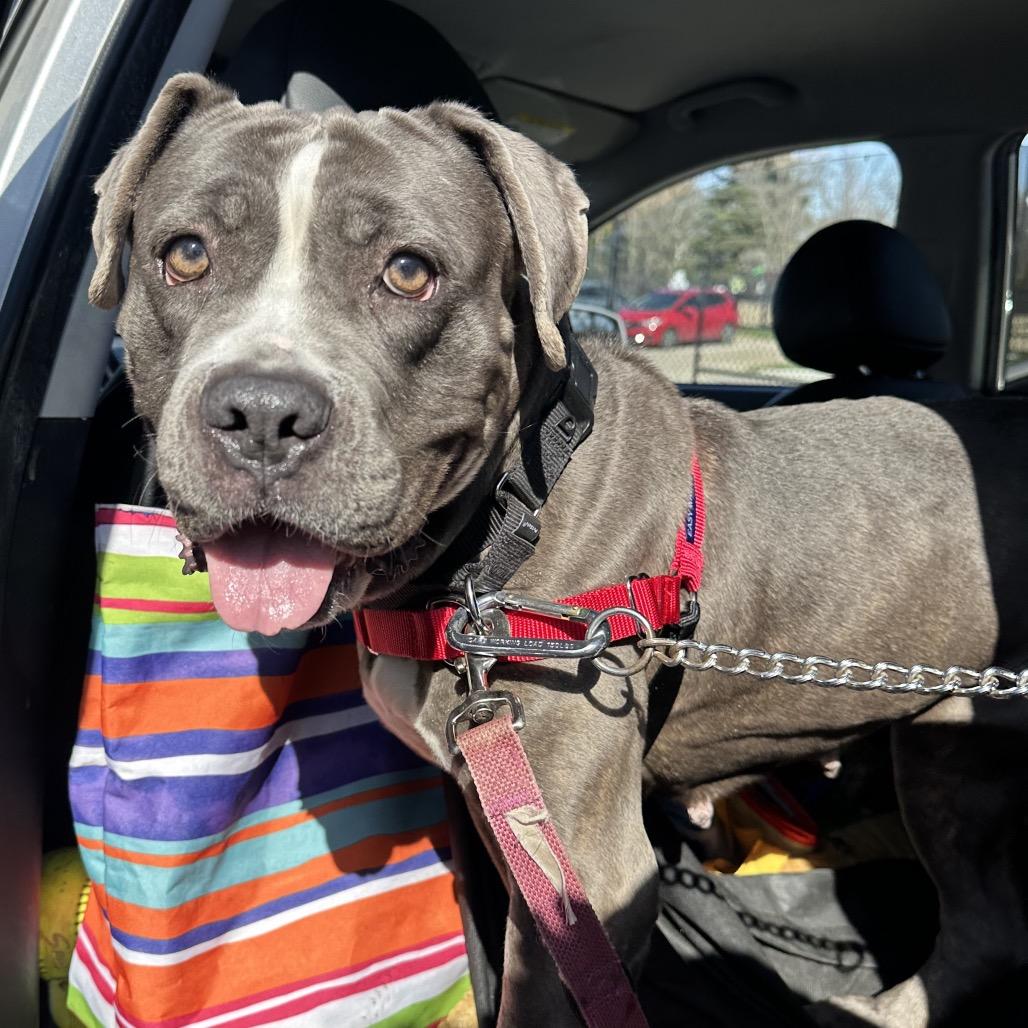 Enlarge Beauty, a Adoptable Mixed Breed in Philadelphia, PA image 5/6