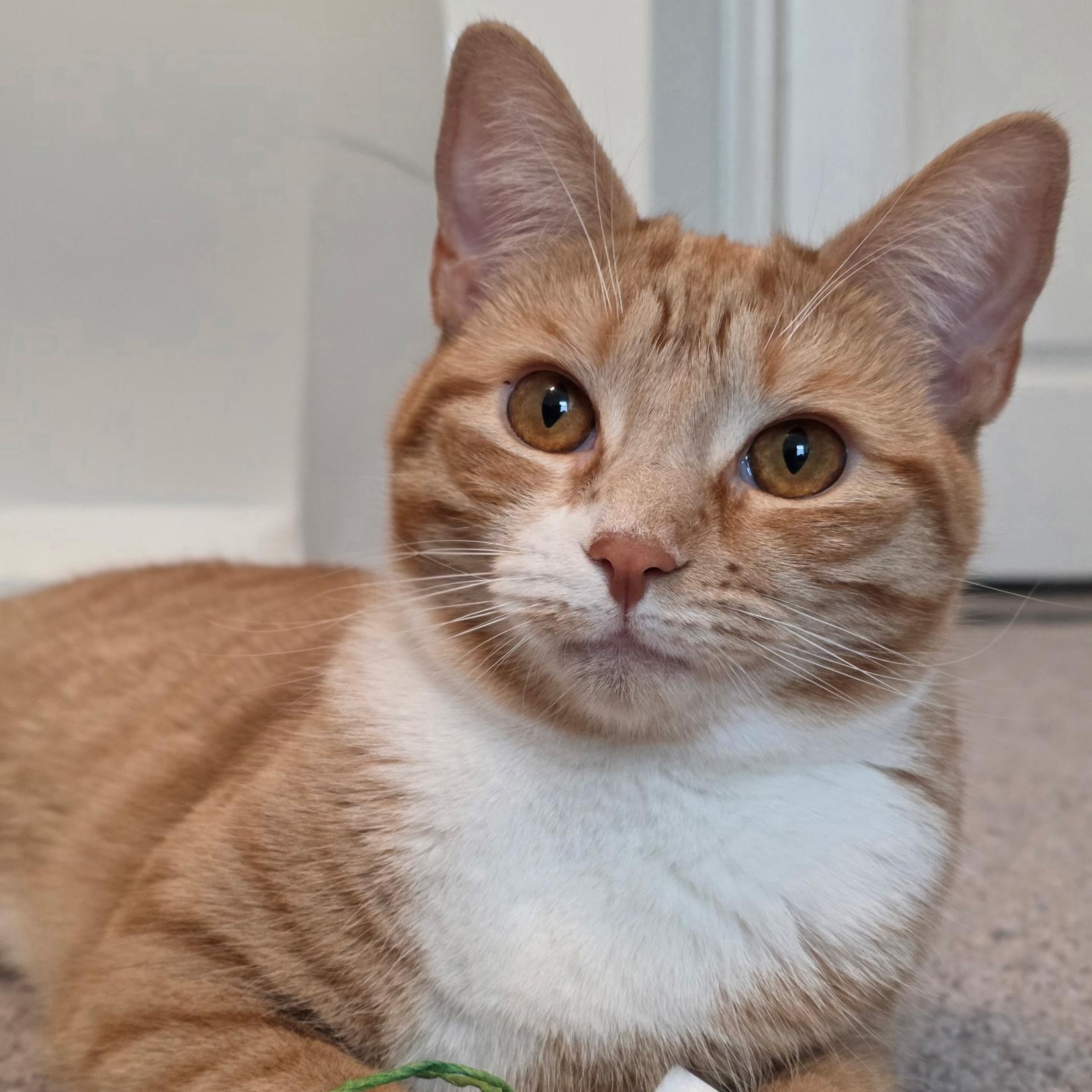 Enlarge Mama and Princess (bonded pair), a Adoptable Tabby in Tampa, FL image 1/4