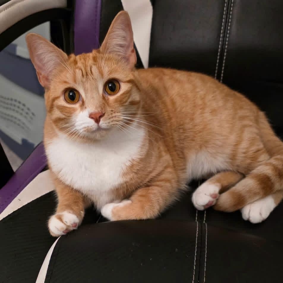 Enlarge Mama and Princess (bonded pair), a Adoptable Tabby in Tampa, FL image 2/4