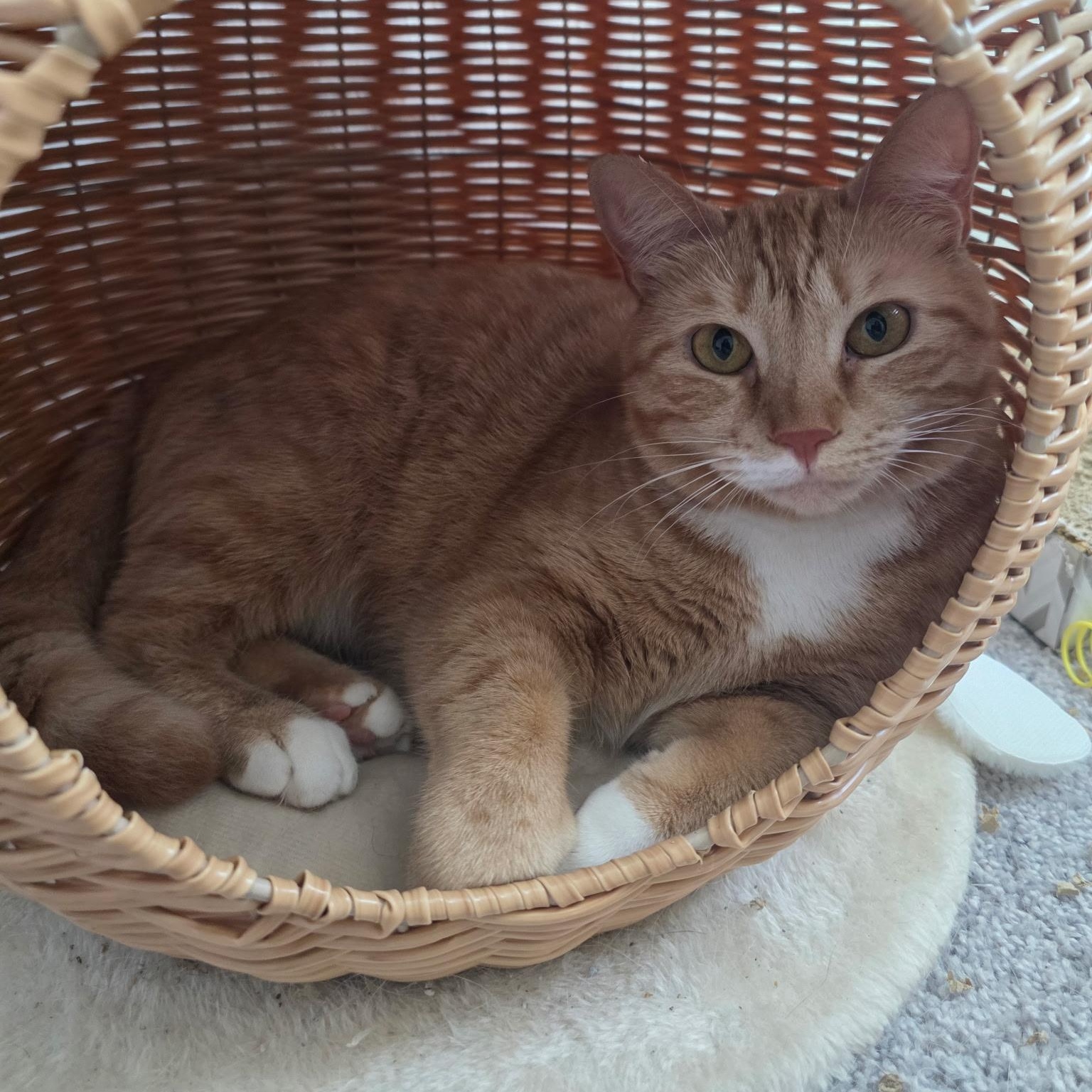 Enlarge Mama and Princess (bonded pair), a Adoptable Tabby in Tampa, FL image 4/4