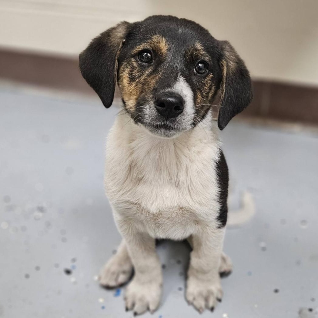 Enlarge Carter, an adopted mixed breed in Colonial Heights, VA image 1/1