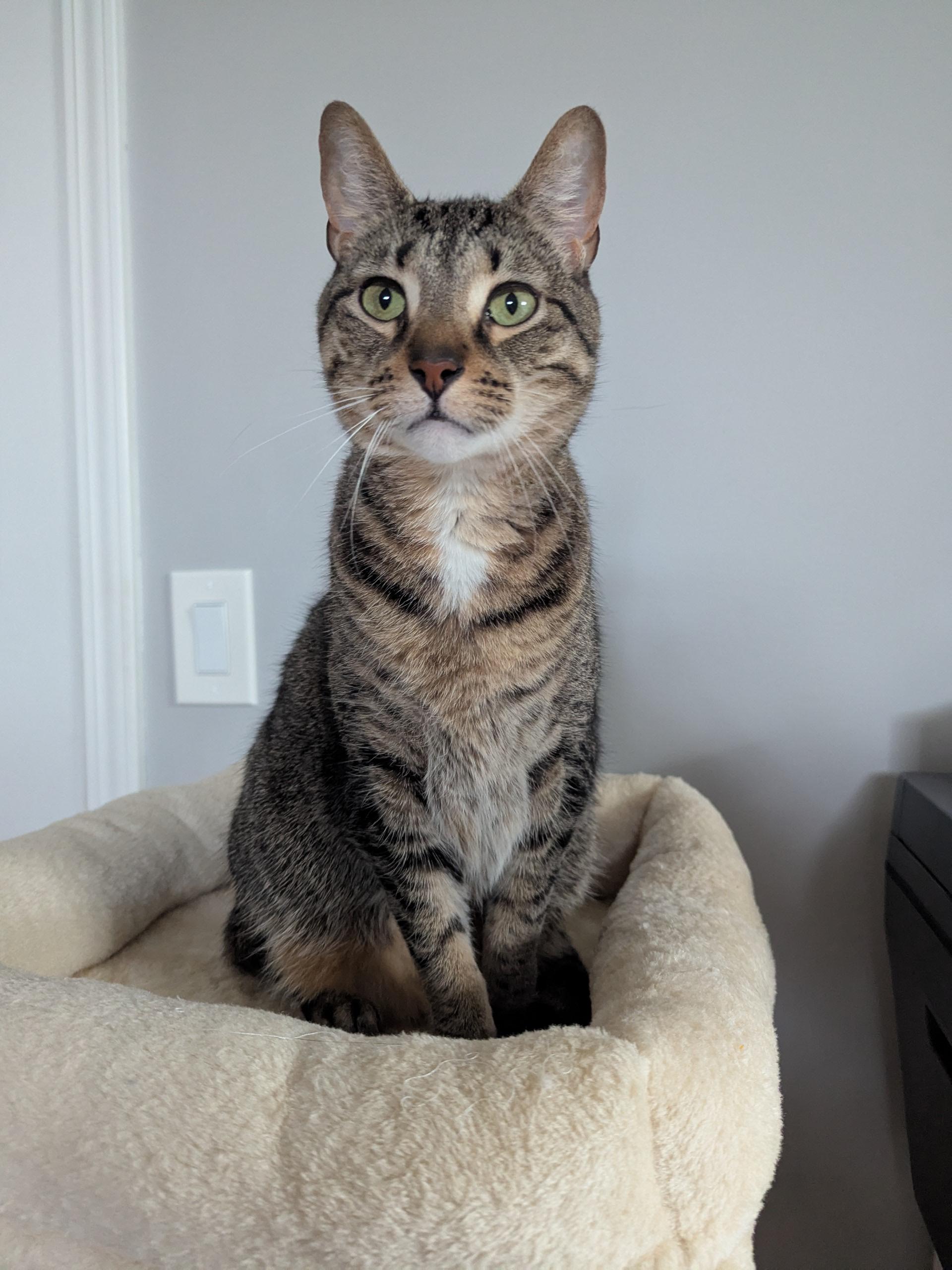 Enlarge Tempe & Herrington (Bonded Pair), a Adoptable Domestic Short Hair in Sterling Heights, MI image 2/4