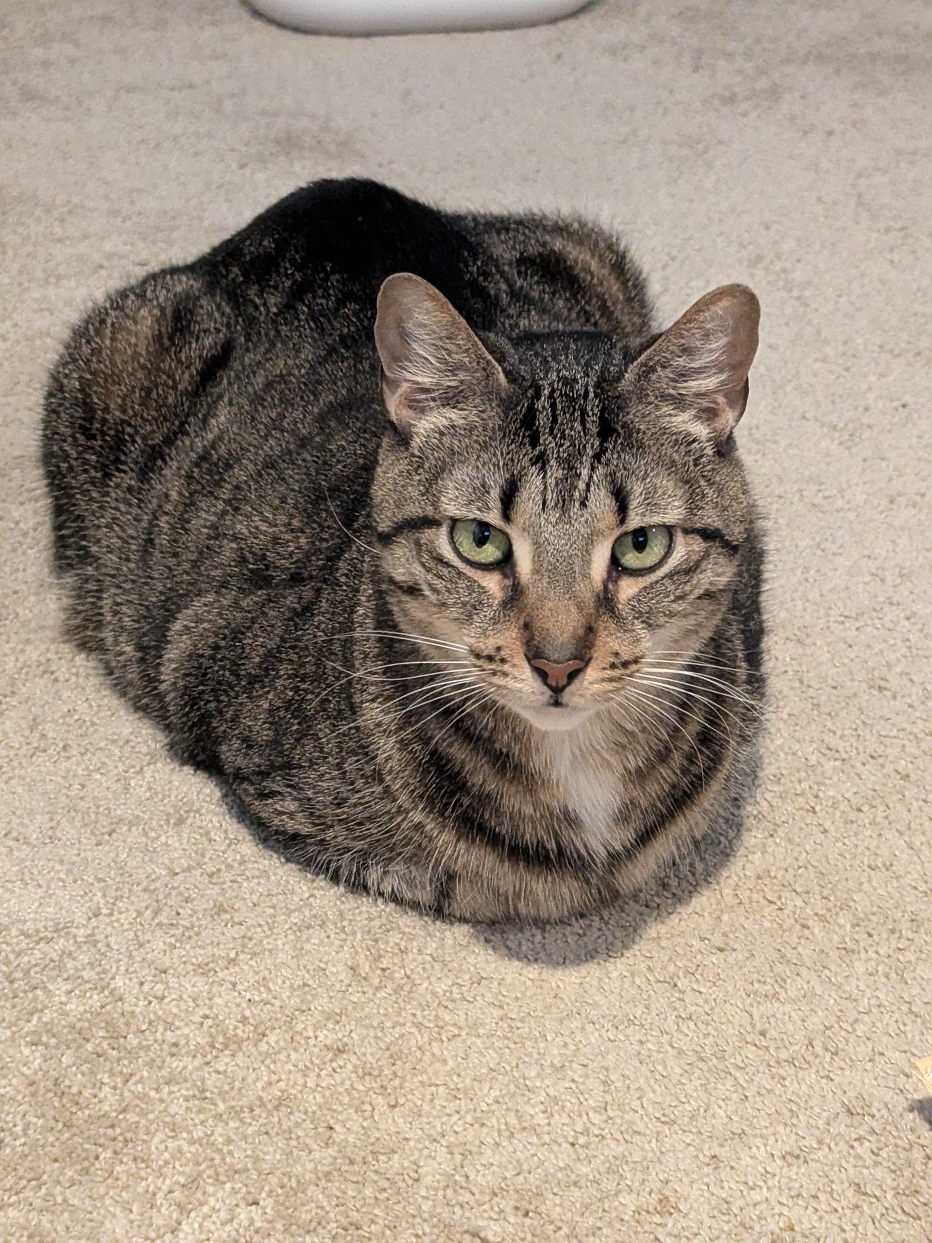 Enlarge Tempe & Herrington (Bonded Pair), a Adoptable Domestic Short Hair in Sterling Heights, MI image 3/4