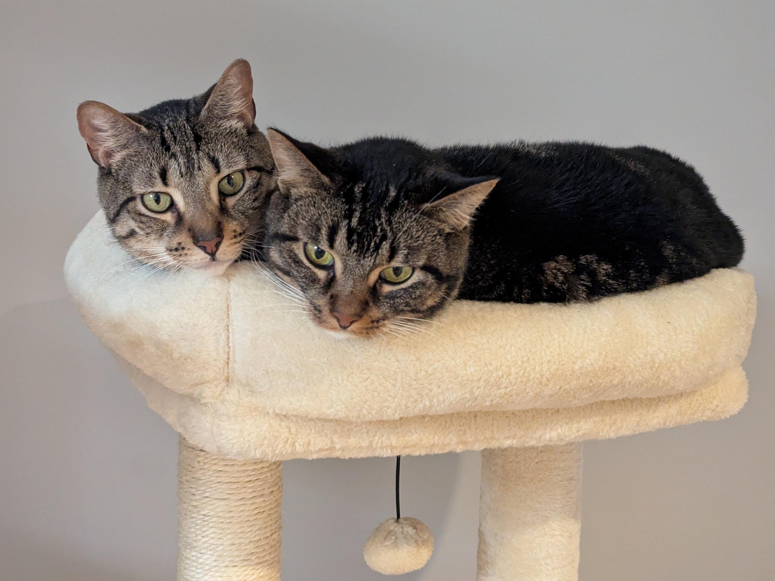 Tempe & Herrington (Bonded Pair), Adoptable, Adult Male Domestic Short Hair.