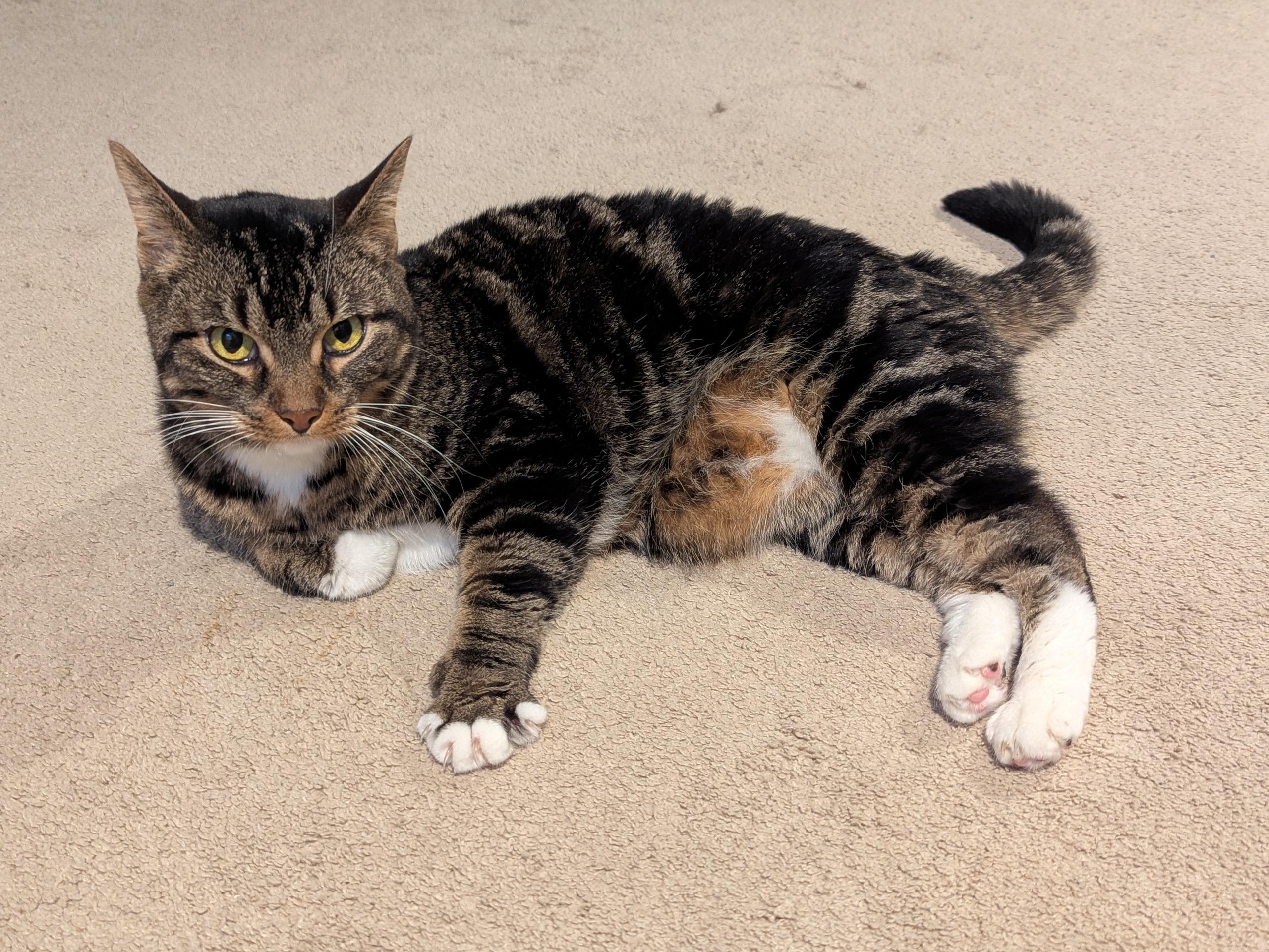 Enlarge Tempe & Herrington (Bonded Pair), a Adoptable Domestic Short Hair in Sterling Heights, MI image 4/4