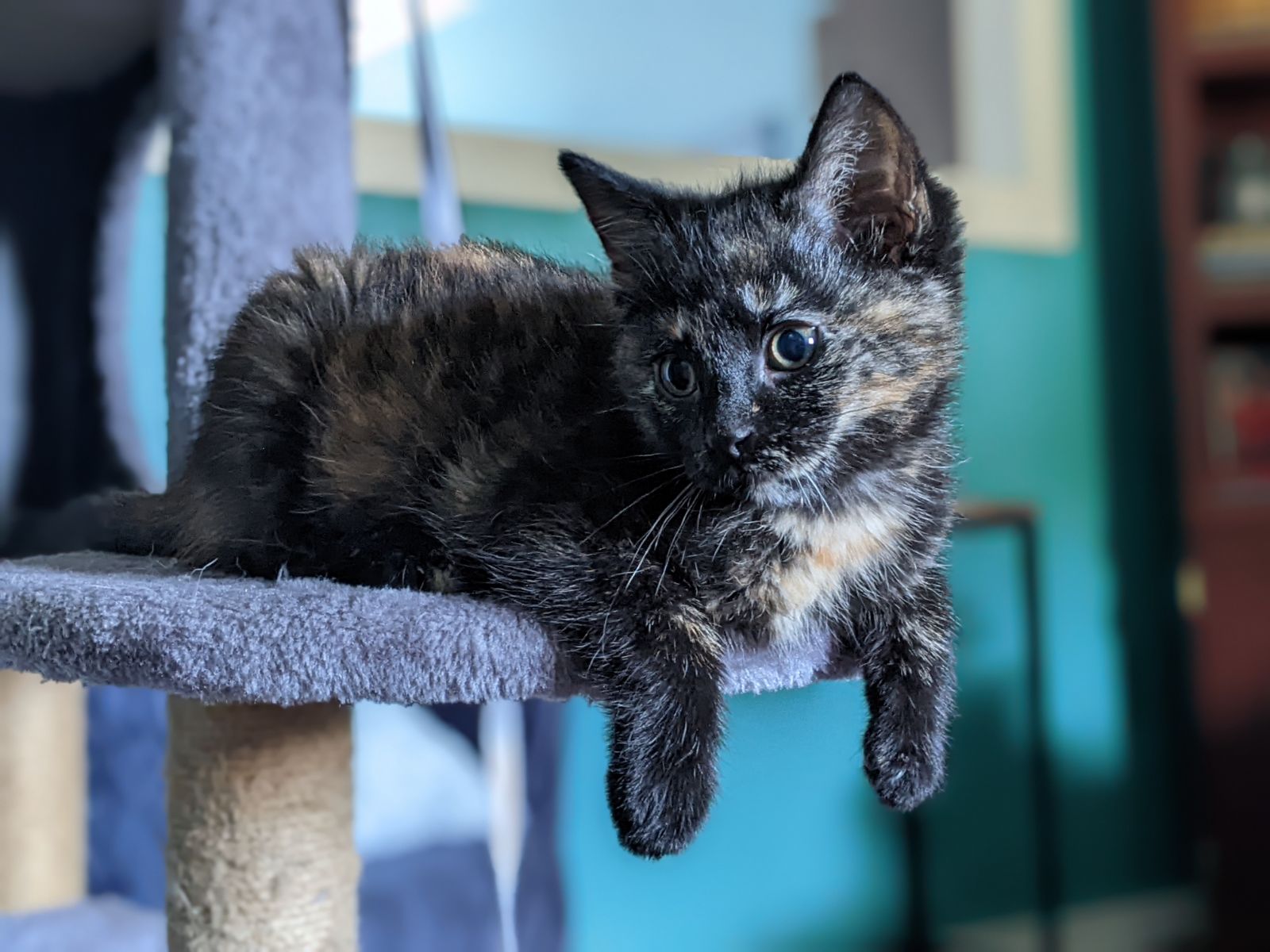 Hilary, an adopted Domestic Short Hair in Oshawa, ON_image-1
