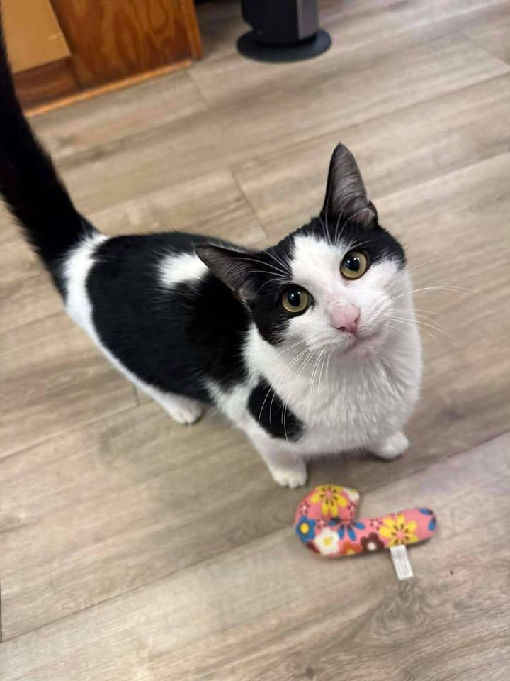 Moo, a ADOPTABLE Domestic Short Hair in Wilmington, NC image 2/2