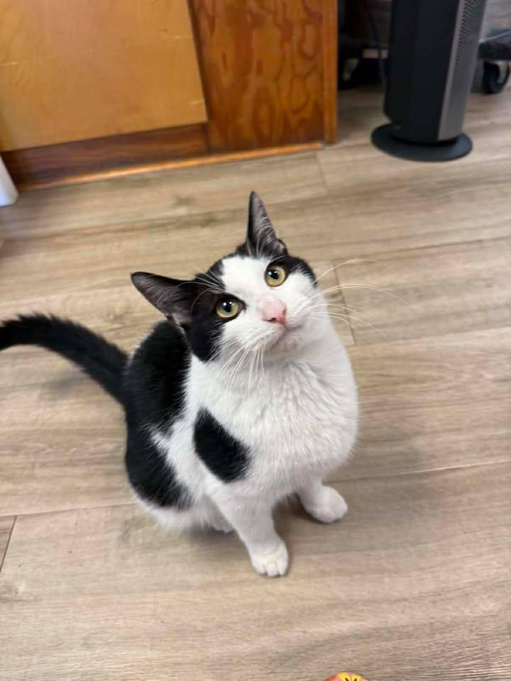 Moo, ADOPTABLE, Young Male Domestic Short Hair.