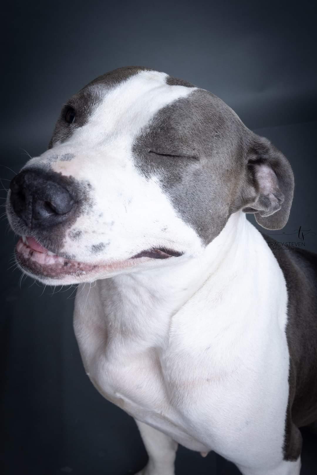 Enlarge Big Mama, a Adoptable American Staffordshire Terrier in Toledo, OH image 6/6