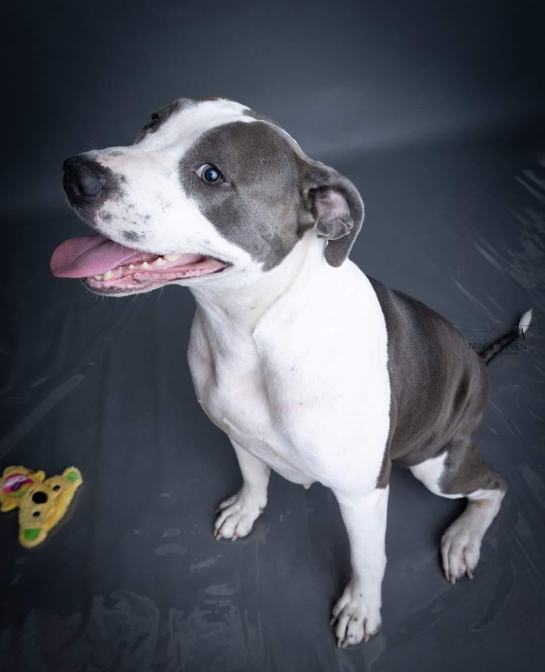 Enlarge Big Mama, a Adoptable American Staffordshire Terrier in Toledo, OH image 3/6
