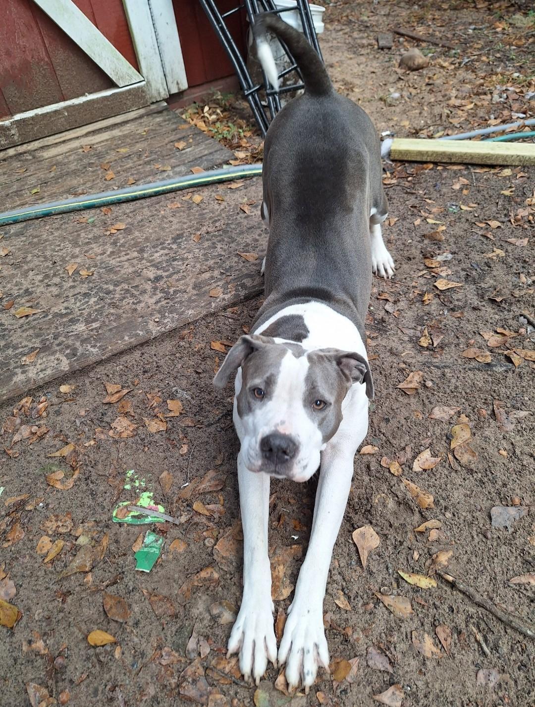 Enlarge Big Mama, a Adoptable American Staffordshire Terrier in Toledo, OH image 4/6