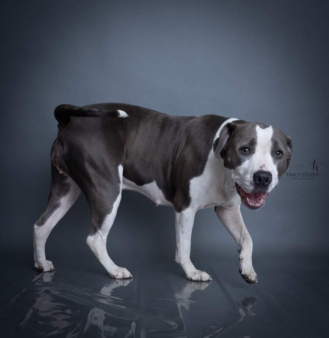Enlarge Big Mama, a Adoptable American Staffordshire Terrier in Toledo, OH image 5/6