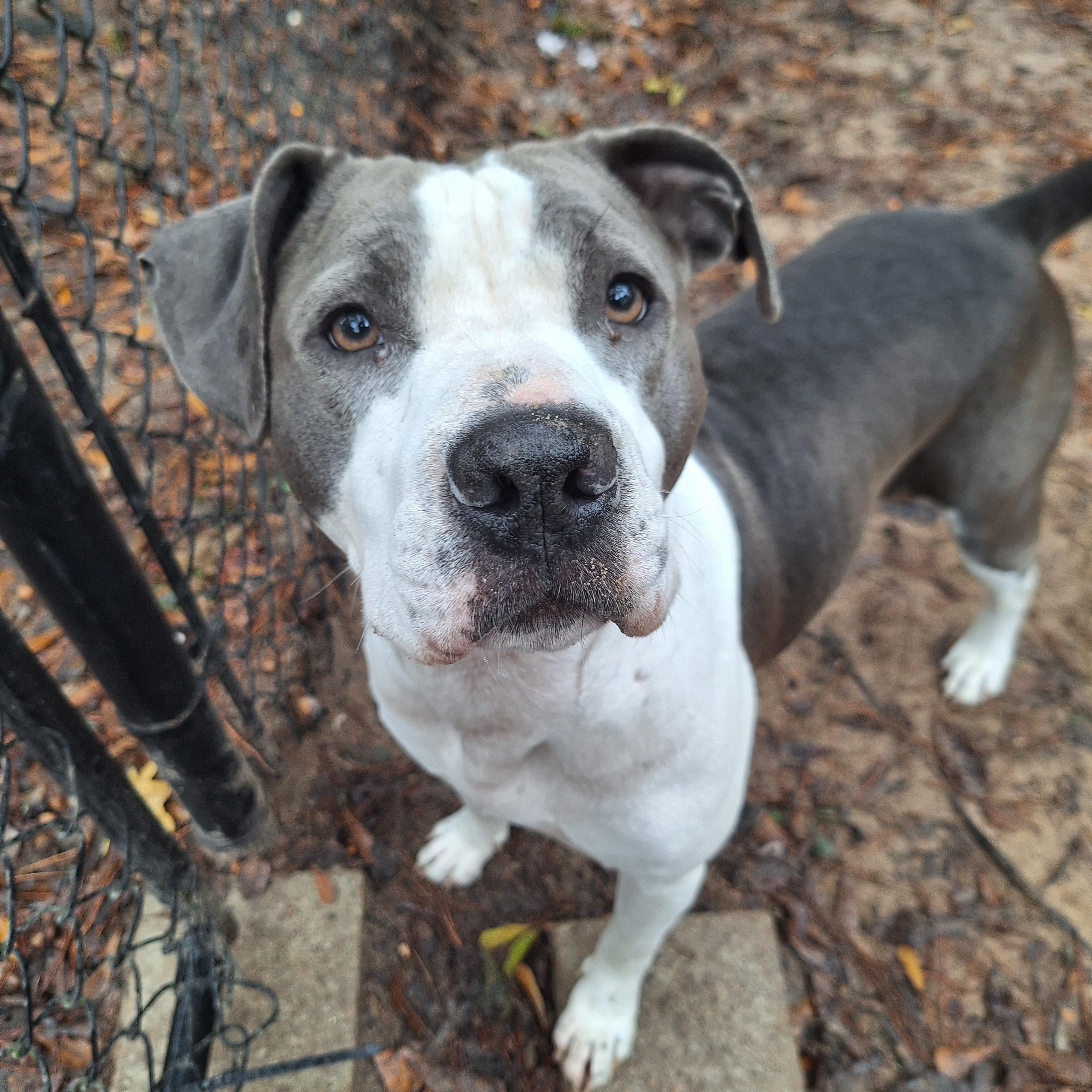 Enlarge Big Mama, a Adoptable American Staffordshire Terrier in Toledo, OH image 2/6