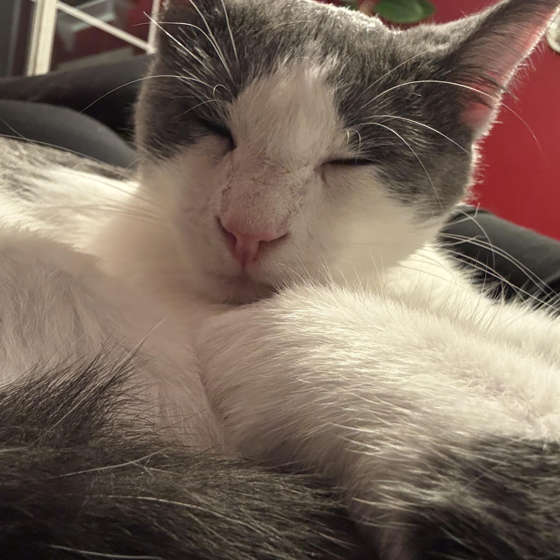 Enlarge Travis, a ADOPTABLE Domestic Short Hair in Oceanside, CA image 2/5