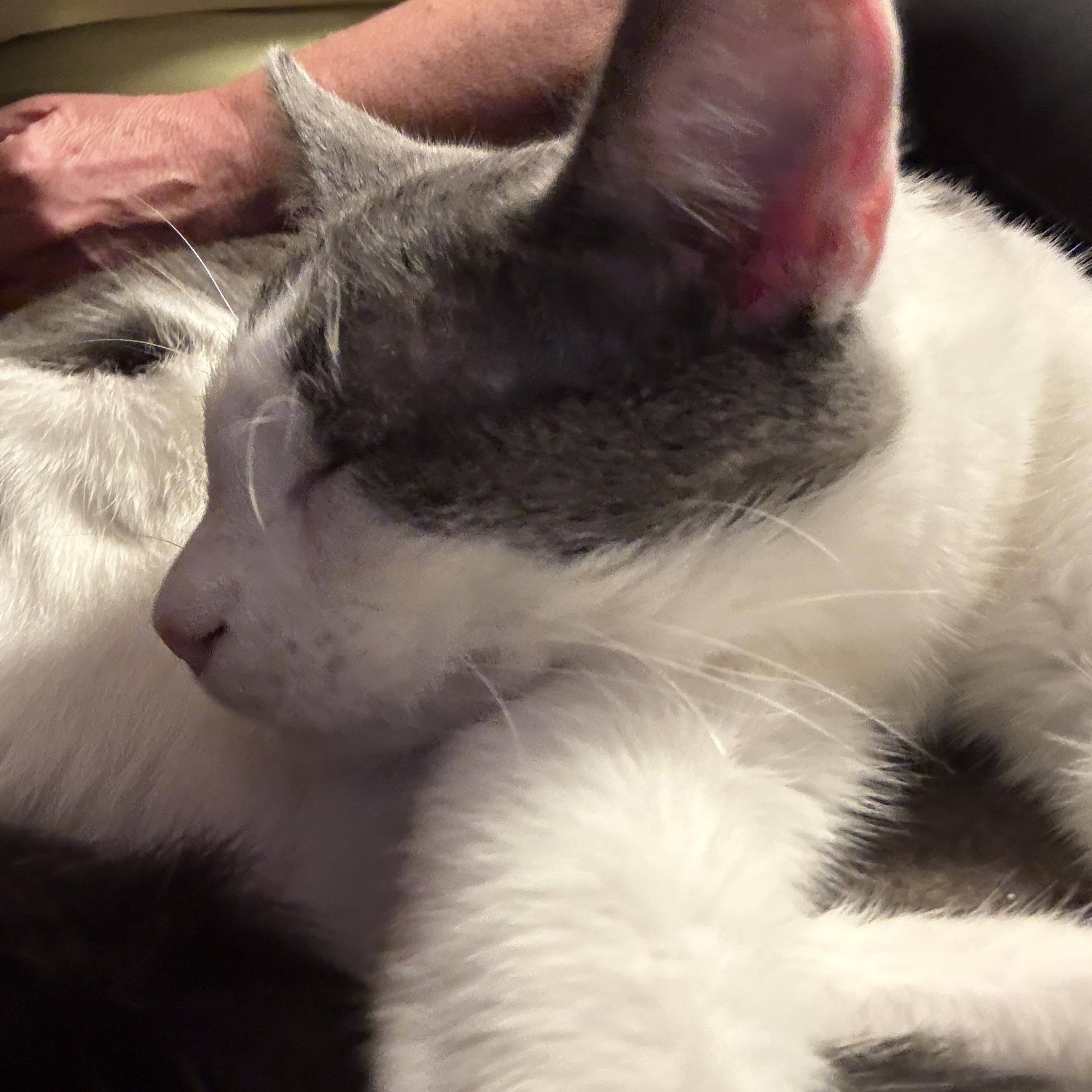 Enlarge Travis, a ADOPTABLE Domestic Short Hair in Oceanside, CA image 3/5