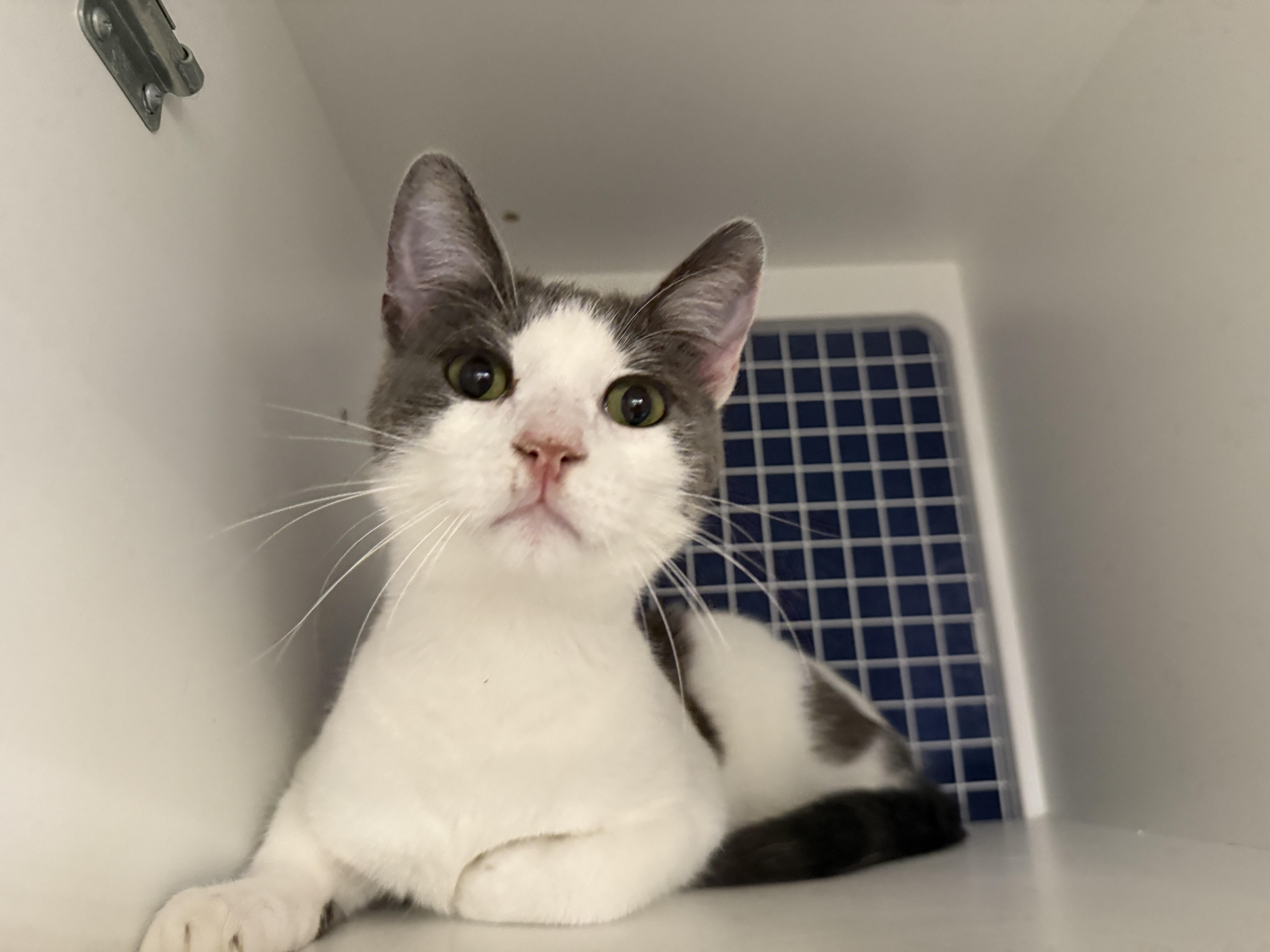 Enlarge Travis, a ADOPTABLE Domestic Short Hair in Oceanside, CA image 5/5