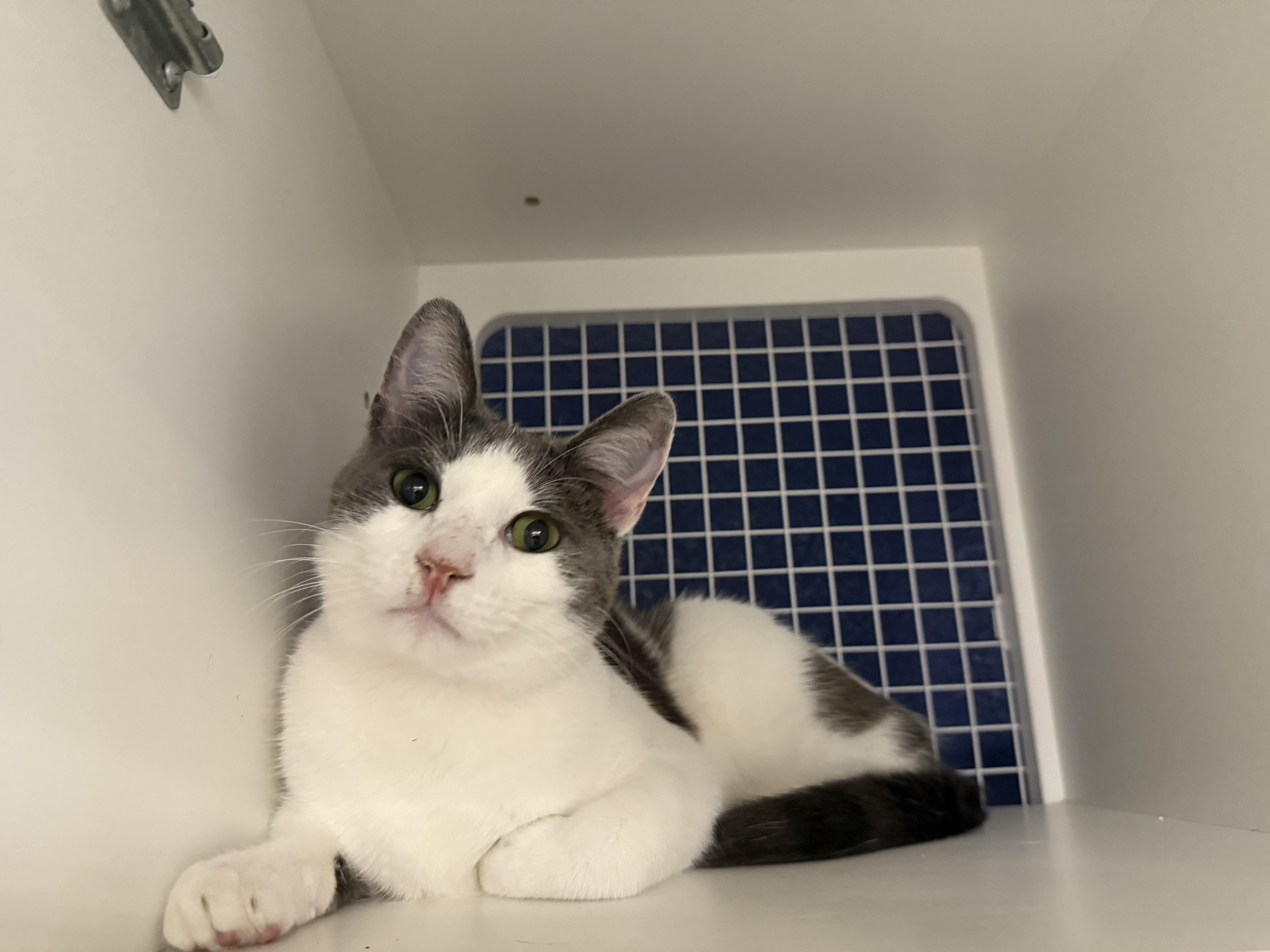 Travis, ADOPTABLE, Adult Male Domestic Short Hair.