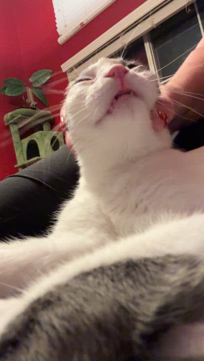 Enlarge Travis, a ADOPTABLE Domestic Short Hair in Oceanside, CA video 4/5