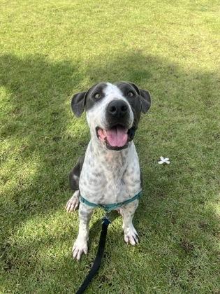 Enlarge Tex, a Adoptable mixed breed in Honolulu, HI image 1/1