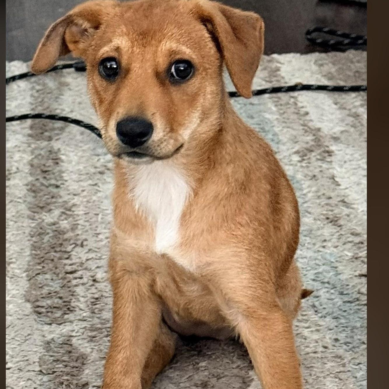 Nova, ADOPTABLE, Puppy Female Labrador Retriever.