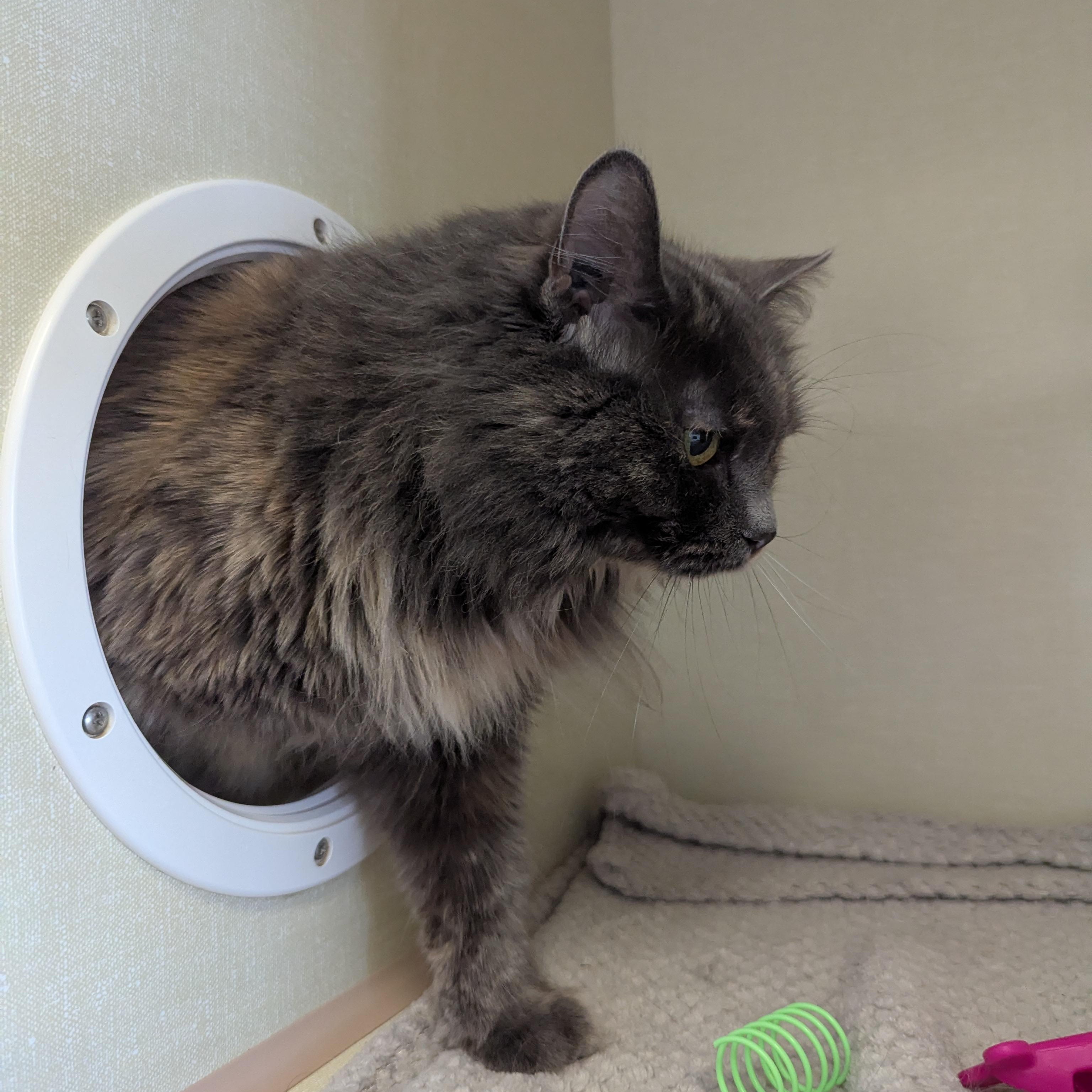Enlarge Nettie, a ADOPTABLE Domestic Medium Hair in Morden, MB image 2/3