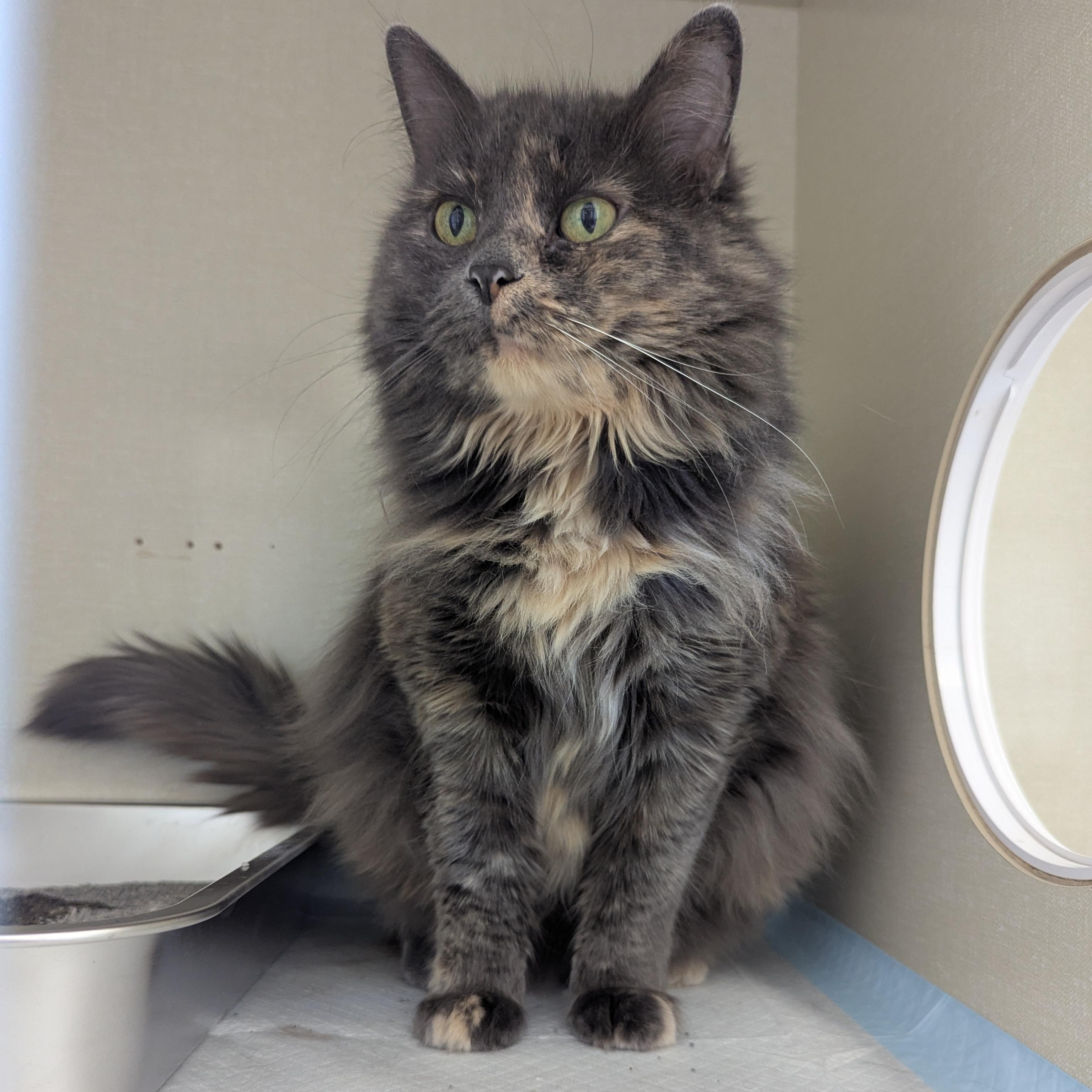 Enlarge Nettie, a ADOPTABLE Domestic Medium Hair in Morden, MB image 1/3