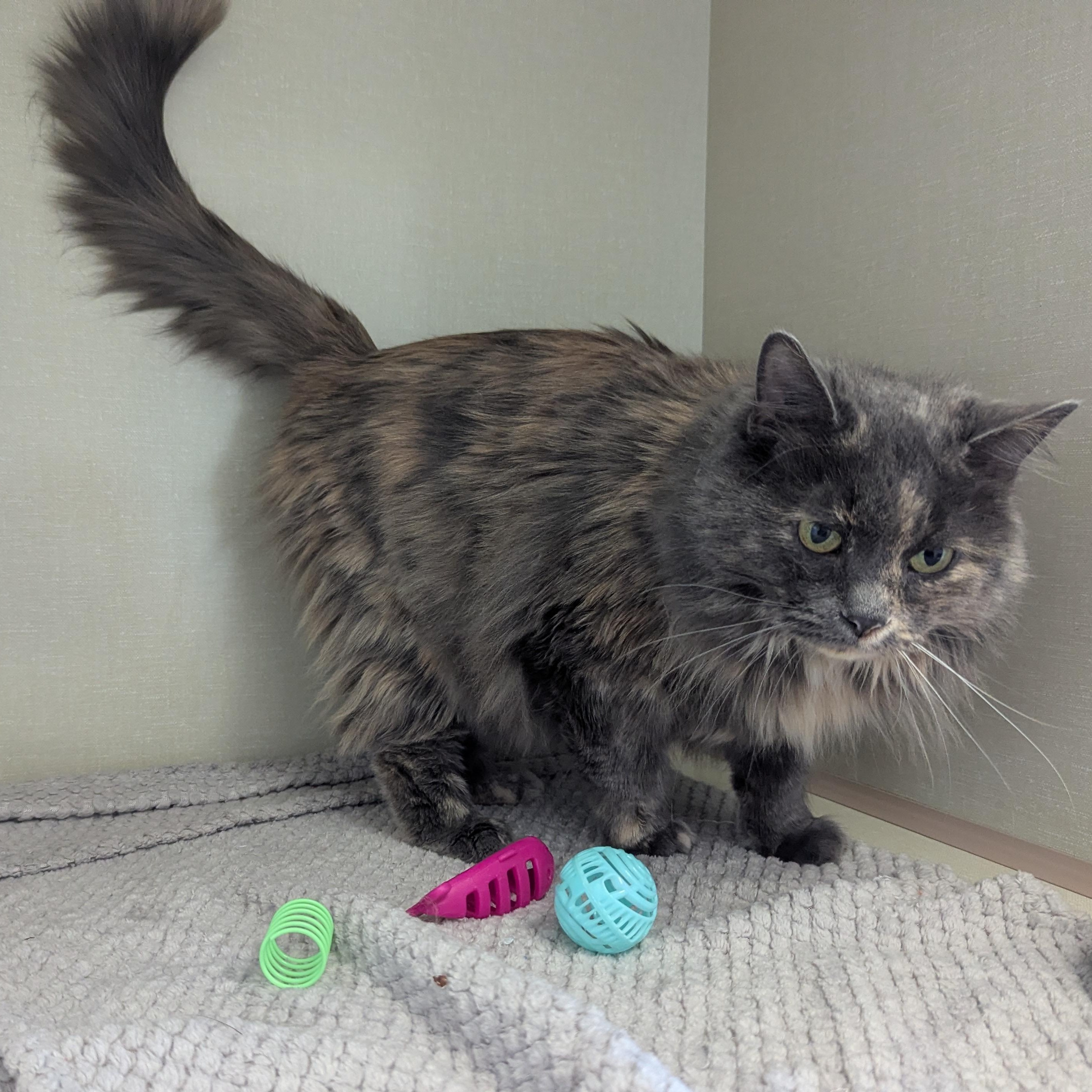 Enlarge Nettie, a ADOPTABLE Domestic Medium Hair in Morden, MB image 3/3