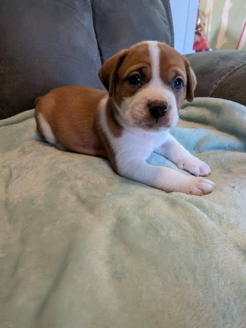 Sam, Adopted, Puppy Male American Bulldog.