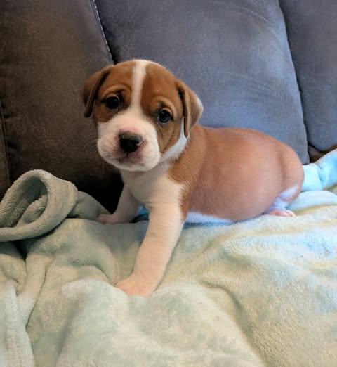 Enlarge Sam, a Adopted mixed breed in Wichita Falls, TX image 2/2