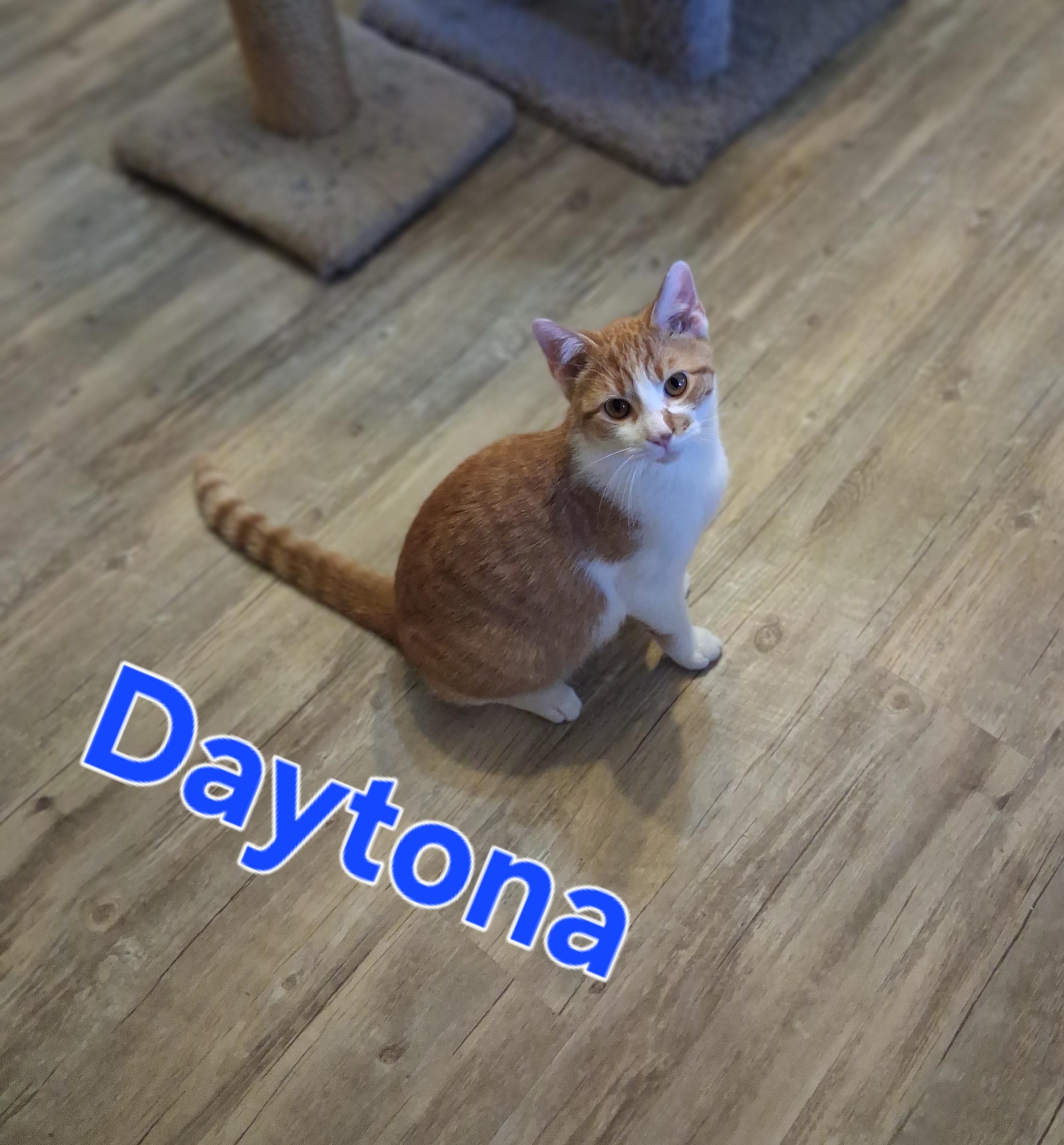 Enlarge Daytona, a Adoptable mixed breed in Lynchburg, TN image 1/2
