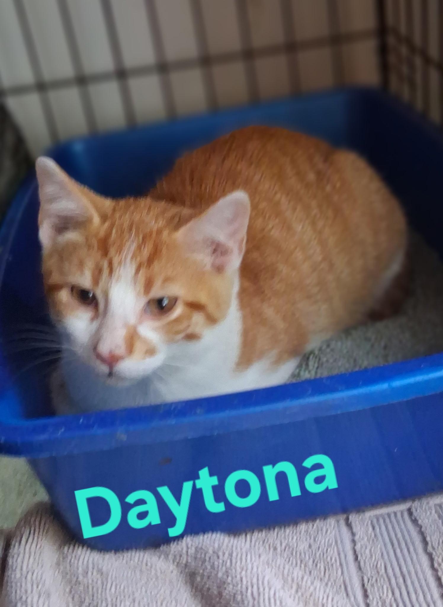 Enlarge Daytona, a Adoptable mixed breed in Lynchburg, TN image 2/2