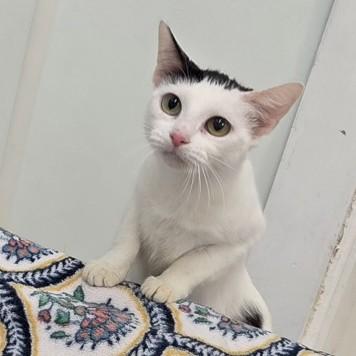 Mel, a ADOPTABLE Domestic Short Hair in Phoenixville, PA image 1/4
