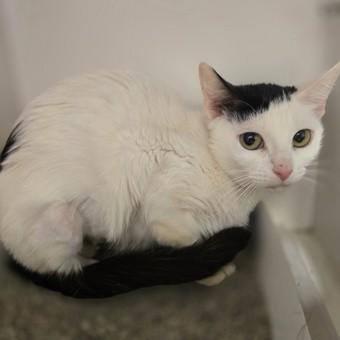 Mel, a ADOPTABLE Domestic Short Hair in Phoenixville, PA image 4/4