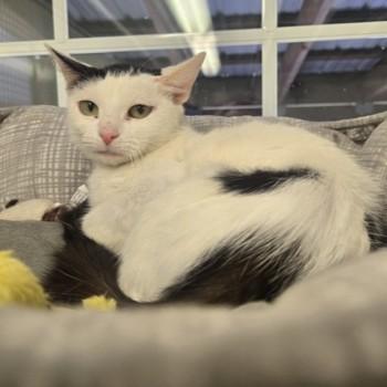 Mel, a ADOPTABLE Domestic Short Hair in Phoenixville, PA image 2/4